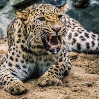 Персидский леопард КАВКАЗ. :: аркадий 