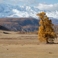 Одинокая... :: владимир 