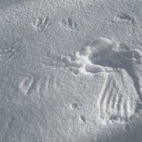 Ворона взлетела... :: Борис Калитенко