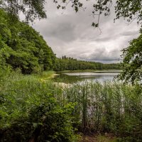 Из лесной глубины... :: Николай Гирш