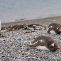 Сиеста... :: Владимир Жданов