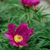 Атака :: Вячеслав Алтай