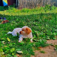 ЩЕНОК   БРЕТОНСКОГО   СПАНИЕЛЯ :: Анатолий Малобродский