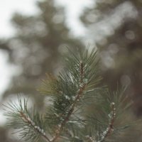 А снег идёт... :: Александр Николаев