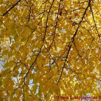 Золотая осень :: Елена Сухорученкова