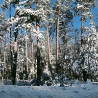 Снежный январь :: Михаил Столяров