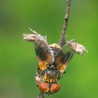 Муха-цокотуха :: Владимир Лазарев Муха-цокотуха :: Владимир Лазарев