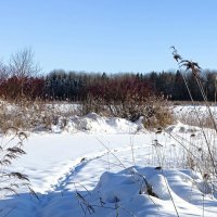 Чужие здесь не ходят! (Репортаж из поездок по области). :: Милешкин Владимир Алексеевич