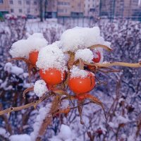 Шиповник :: Сергей Кочнев