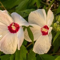 Гибискус :: Игорь Сикорский Гибискус :: Игорь Сикорский