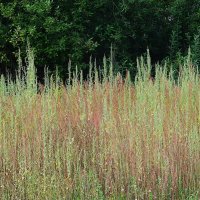 про Урал :: Елена Шаламова