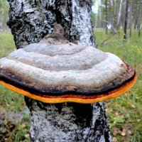 Грибок с каёмочкой. :: nadyasilyuk Вознюк