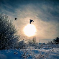 Морозное утро :: Виталий Морозное утро :: Виталий