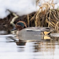 чирок свистунок :: юрий макаров