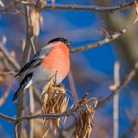 Снегири прилетели... :: Sergey (Apg)