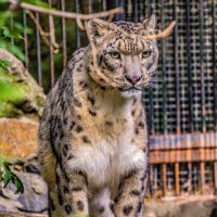 ИРБИС :: аркадий 