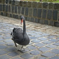 Венгрия\\Будапешт   2019г :: ujgcvbif 