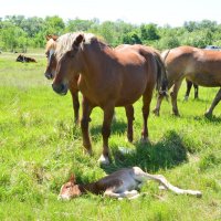 **** :: Виктор 