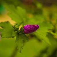 Зарождение :: Андрей C