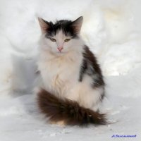 До марта осталось совсем немного! :: Андрей Заломленков