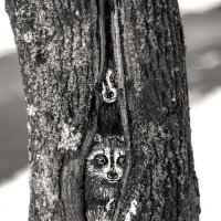 *** :: Сергей Григорьев