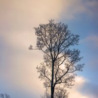 *** :: Сергей Григорьев