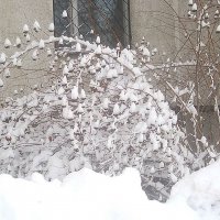 Зимние мотивы :: Елена Семигина