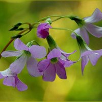 ******* :: Валентина Надсон