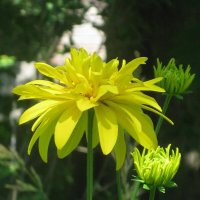 Золотой шар :: Дмитрий Никитин Золотой шар :: Дмитрий Никитин