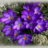 Крокусы вестники весны ... :: Валентина Надсон