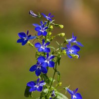 Синяя лобелия. :: Николай Зиновьев Синяя лобелия. :: Николай Зиновьев