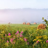 Ранее утро в окрестностях Ухты. Вид на высокий таежный берег реки Ухта в тумане :: Николай Зиновьев