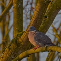 Утренним солнцем согреться ... :: Jakob Dick