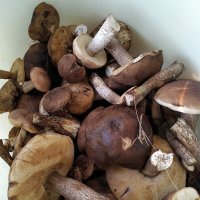 Трофеи! :: Игорь Шевердин