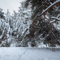 Лес зимой :: Александр Синдерёв Лес зимой :: Александр Синдерёв