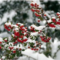 Мороз и солнце; день чудесный! Еще ты дремлешь, друг прелестный — Пора, красавица, проснись: :: "The Natural World" Александер