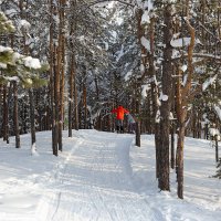 Лыжники в лесу :: Александр Синдерёв
