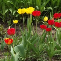 Тюльпаны :: Freddy 97