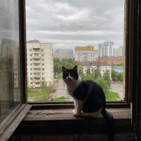 КОШКА У ОКОШКА :: СЕРГЕЙ ФИЛОЧКИН