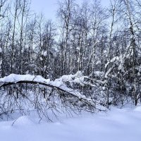 «Ах, как красива эта ЗИМА..!»’26г. :: Арина Невская «Ах, как красива эта ЗИМА..!»’26г. :: Арина Невская