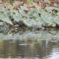 Озеро :: Владимир Сарычев