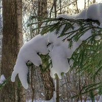 обитатели зимнего леса :: Валентина. . обитатели зимнего леса :: Валентина. .