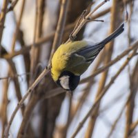 Вниз головой. :: Сергей Ц