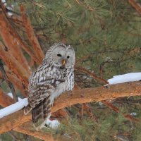 **** :: Владилен Панченко