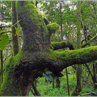 С распростёртыми объятиями :-) :: Лия ☼