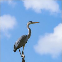 Серая цапля. :: Александр Григорьев