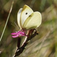 опять про бабочек...381 :: Александр Прокудин