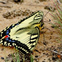 опять про бабочек...385 :: Александр Прокудин