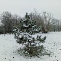 Сосна :: Сапсан 