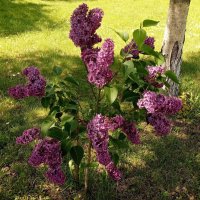 Молодой кустик сирени. :: Елена Сухорученкова